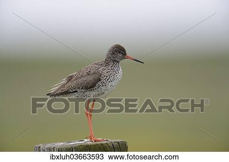 "Redshank (Tringa totanus) perched on a post, Buren, Ameland, The Netherlands, Europe" View Large Photo Image Stock Image - "Redshank (Tringa totanus) perched on a post, Buren, Ameland, The Netherlands, Europe". Fotosearch