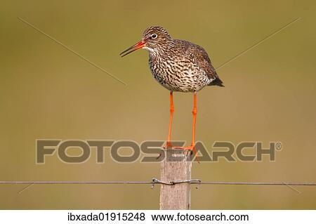 Stock Photo - "Redshank (Tringa totanus) perched on a fence post, Lauwersmeer National Park, Holland, Netherlands, Europe". Fotosearch