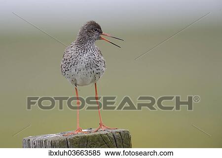 Stock Photography - "Redshank (Tringa totanus) perched on a post, Buren, Ameland, The Netherlands, Europe". Fotosearch