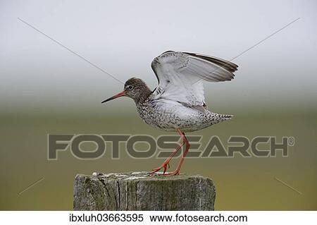 Stock Photography - "Redshank (Tringa totanus) perched on a post, Buren, Ameland, The Netherlands, Europe". Fotosearch