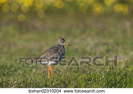 "Redshank (Tringa totanus), Rauoinupur, Iceland, Europe" View Large Photo Image Picture - "Redshank (Tringa totanus), Rauoinupur, Iceland, Europe". Fotosearch