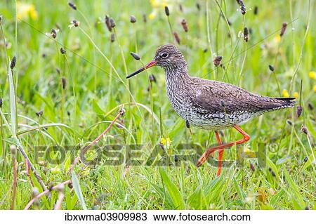 "Redshank (Tringa totanus) wading on a meadow, Texel, West Frisian Islands, North Holland, Holland, The Netherlands, Europe" View Large Photo Image Stock Image - "Redshank (Tringa totanus) wading on a meadow, Texel, West Frisian Islands, North Holland, Holland, The Netherlands, Europe". Fotosearch