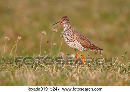Stock Photo - "Redshank (Tringa totanus), warning, in a meadow, Lauwersmeer National Park, Holland, Netherlands, Europe". Fotosearch