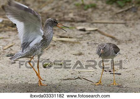 "Redshanks (Tringa totanus) during courtship, Rheine, Munsterland, Nordrhein-Westfalen, Germany, Europe" View Large Photo Image Stock Image - "Redshanks (Tringa totanus) during courtship, Rheine, Munsterland, Nordrhein-Westfalen, Germany, Europe". Fotosearch
