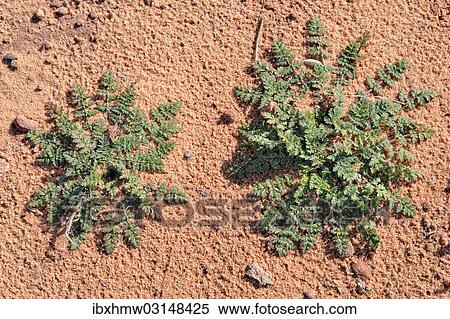 "Redstem filaree, Common Stork's-bill, Pinweed (Erodium circutarium), rosette a young plant, Vermilion Cliffs, Highway 89 A, Marble Canyon, Arizona, United States, North America" View Large Photo Image Stock Photography - "Redstem filaree, Common Stork's-bill, Pinweed (Erodium circutarium), rosette a young plant, Vermilion Cliffs, Highway 89 A, Marble Canyon, Arizona, United States, North America". Fotosearch