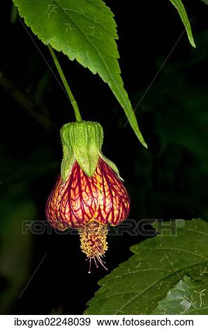 "Redvein Abutilon (Abutilon pictum), Tandayapa region, Andean cloud forest, Ecuador, South America" View Large Photo Image Stock Photo - "Redvein Abutilon (Abutilon pictum), Tandayapa region, Andean cloud forest, Ecuador, South America". Fotosearch