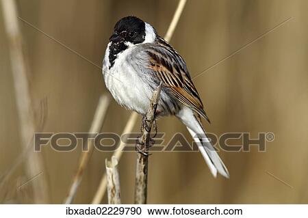 "Reed Bunting (Emberiza schoeniclus), male on a reed, Lauwersmeer National Park, Lauwers Sea, Holland, Netherlands, Europe" View Large Photo Image Stock Image - "Reed Bunting (Emberiza schoeniclus), male on a reed, Lauwersmeer National Park, Lauwers Sea, Holland, Netherlands, Europe". Fotosearch