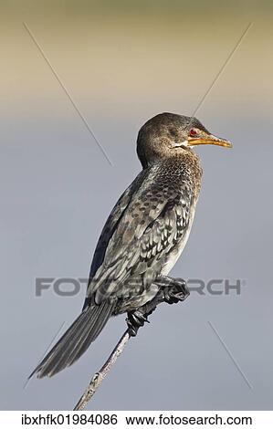 "Reed cormorant (Microcarbo africanus), Wilderness National Park, South Africa, Africa" View Large Photo Image Stock Photograph - "Reed cormorant (Microcarbo africanus), Wilderness National Park, South Africa, Africa". Fotosearch