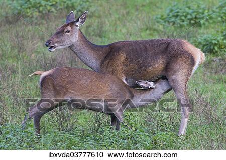 "Reed deer (Cervus elaphus), hind suckling calf, Arnsberg Forest, North Rhine-Westphalia, Germany, Europe" View Large Photo Image Stock Image - "Reed deer (Cervus elaphus), hind suckling calf, Arnsberg Forest, North Rhine-Westphalia, Germany, Europe". Fotosearch