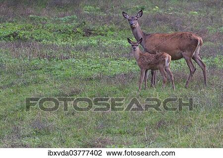 "Reed deer (Cervus elaphus), hind with calf, Arnsberg Forest, North Rhine-Westphalia, Germany, Europe" View Large Photo Image Stock Image - "Reed deer (Cervus elaphus), hind with calf, Arnsberg Forest, North Rhine-Westphalia, Germany, Europe". Fotosearch
