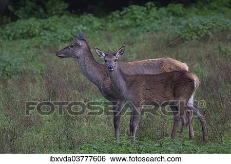 "Reed deer (Cervus elaphus), hind with calf, Arnsberg Forest, North Rhine-Westphalia, Germany, Europe" View Large Photo Image Stock Photograph - "Reed deer (Cervus elaphus), hind with calf, Arnsberg Forest, North Rhine-Westphalia, Germany, Europe". Fotosearch