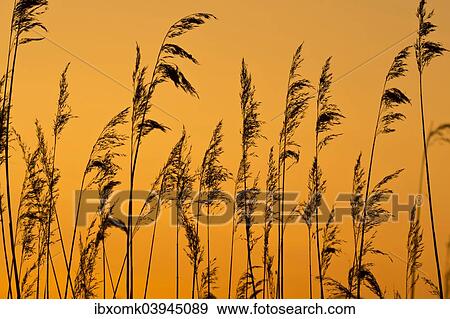 Stock Photo - "Reed, evening mood, Lake Asnen, Smaland, Sweden, Europe". Fotosearch