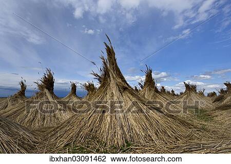 "Reed put up for drying, Seewinkel, Apetlon, Burgenland, Austria, Europe" View Large Photo Image Stock Image - "Reed put up for drying, Seewinkel, Apetlon, Burgenland, Austria, Europe". Fotosearch