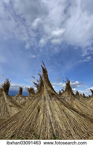 "Reed put up for drying, Seewinkel, Apetlon, Burgenland, Austria, Europe" View Large Photo Image Stock Image - "Reed put up for drying, Seewinkel, Apetlon, Burgenland, Austria, Europe". Fotosearch