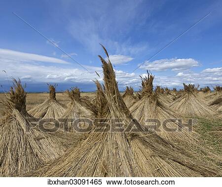 "Reed put up for drying, Seewinkel, Apetlon, Burgenland, Austria, Europe" View Large Photo Image Stock Photography - "Reed put up for drying, Seewinkel, Apetlon, Burgenland, Austria, Europe". Fotosearch