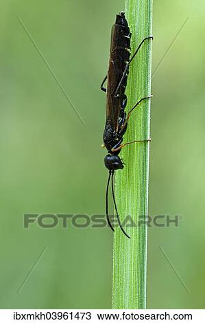 "Reed Stem Borer (Calameuta filiformis), Hesse, Germany, Europe" View Large Photo Image Stock Image - "Reed Stem Borer (Calameuta filiformis), Hesse, Germany, Europe". Fotosearch