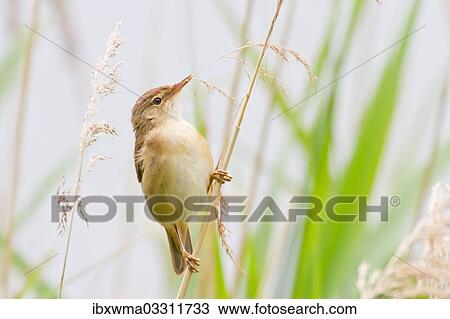 "Reed Warbler (Acrocephalus scirpaceus) perched on bulrush, North Hesse, Hesse, Germany, Europe" View Large Photo Image Stock Image - "Reed Warbler (Acrocephalus scirpaceus) perched on bulrush, North Hesse, Hesse, Germany, Europe". Fotosearch