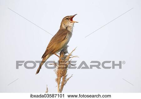 "Reed Warbler (Acrocephalus arundinaceus), male singing on a reed stem, Illmitz, Burgenland, Austria, Europe" View Large Photo Image Stock Image - "Reed Warbler (Acrocephalus arundinaceus), male singing on a reed stem, Illmitz, Burgenland, Austria, Europe". Fotosearch