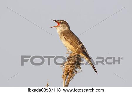 "Reed Warbler (Acrocephalus arundinaceus), male singing on a reed stem, Illmitz, Burgenland, Austria, Europe" View Large Photo Image Stock Photo - "Reed Warbler (Acrocephalus arundinaceus), male singing on a reed stem, Illmitz, Burgenland, Austria, Europe". Fotosearch