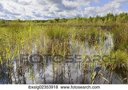 "Reeds and rushes at a bog, Stammbecken Moor, former Nicklheim peat works, Rosenheim, Bavaria, Germany, Europe" View Large Photo Image Stock Photo - "Reeds and rushes at a bog, Stammbecken Moor, former Nicklheim peat works, Rosenheim, Bavaria, Germany, Europe". Fotosearch