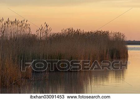 "Reeds in the morning light at Darscho-Lacke or Warmsee Lake, Seewinkel, Apetlon, Burgenland, Austria, Europe" View Large Photo Image Stock Image - "Reeds in the morning light at Darscho-Lacke or Warmsee Lake, Seewinkel, Apetlon, Burgenland, Austria, Europe". Fotosearch