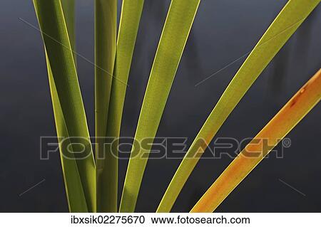 Stock Image - "Reeds (Phragmites sp. ), contre jour, backlit, Baden-Wuerttemberg, Germany, Europe". Fotosearch