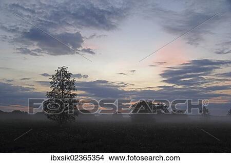 "Reeds, reed belt, foggy atmosphere, Lake Federsee region, nature reserve, near Bad Buchau, Upper Swabia, Baden-Wuerttemberg, Germany, Europe" View Large Photo Image Picture - "Reeds, reed belt, foggy atmosphere, Lake Federsee region, nature reserve, near Bad Buchau, Upper Swabia, Baden-Wuerttemberg, Germany, Europe". Fotosearch