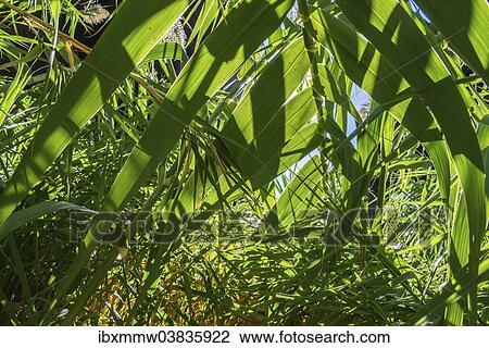 "Reeds, Tenerife, Canary Islands, Spain, Europe" View Large Photo Image Stock Image - "Reeds, Tenerife, Canary Islands, Spain, Europe". Fotosearch