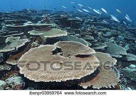 Picture - "Reef flat with Acropora table coral (Acropora hyacinthus), variable-lined fusiliers (Caesio varilineata), Indian Ocean, Bolifushi, South Male Atoll, Maldives, Asia". Fotosearch