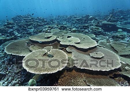 Stock Image - "Reef flat with Acropora table coral (Acropora hyacinthus), Indian Ocean, Bolifushi, South Male Atoll, Maldives, Asia". Fotosearch