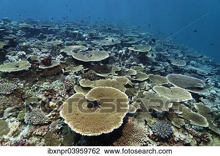 "Reef flat with Acropora table coral (Acropora hyacinthus), Indian Ocean, Bolifushi, South Male Atoll, Maldives, Asia" View Large Photo Image Stock Image - "Reef flat with Acropora table coral (Acropora hyacinthus), Indian Ocean, Bolifushi, South Male Atoll, Maldives, Asia". Fotosearch