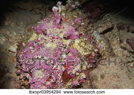 "Reef stonefish (Synanceia verrucosa), Makadi Bay, Red Sea, Hurghada, Egypt, Africa" View Large Photo Image Picture - "Reef stonefish (Synanceia verrucosa), Makadi Bay, Red Sea, Hurghada, Egypt, Africa". Fotosearch