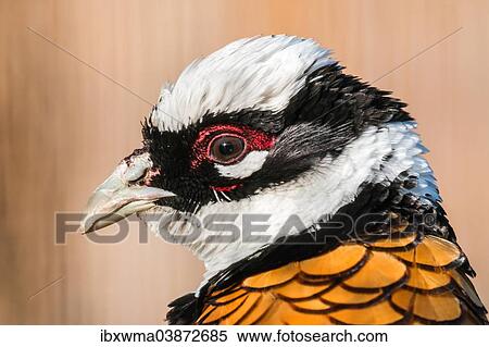 "Reeves's Pheasant (Syrmaticus reevesii), portrait, captive, Slovakia, Europe" View Large Photo Image Stock Photography - "Reeves's Pheasant (Syrmaticus reevesii), portrait, captive, Slovakia, Europe". Fotosearch