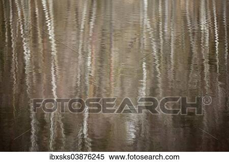 "Reflection of birch forest in a lake, Muritz, Mecklenburg, Germany, Europe" View Large Photo Image Stock Photography - "Reflection of birch forest in a lake, Muritz, Mecklenburg, Germany, Europe". Fotosearch