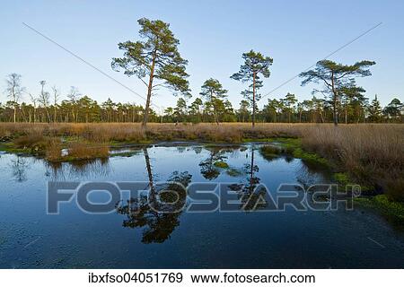 "Reflection of Pines (Pinus sylvestris) in the last evening light in a bog pond, Tister Bauernmoor nature reserve, Lower Saxony, Germany, Europe" View Large Photo Image Stock Photo - "Reflection of Pines (Pinus sylvestris) in the last evening light in a bog pond, Tister Bauernmoor nature reserve, Lower Saxony, Germany, Europe". Fotosearch