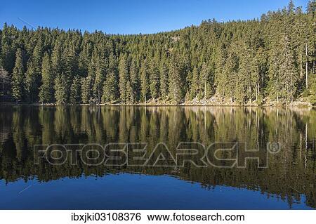 "Reflection of the forest in Mummelsee Lake, Seebach, Nordschwarzwald, Schwarzwald, Baden-Wurttemberg, Germany, Europe" View Large Photo Image Stock Photograph - "Reflection of the forest in Mummelsee Lake, Seebach, Nordschwarzwald, Schwarzwald, Baden-Wurttemberg, Germany, Europe". Fotosearch