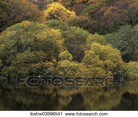 "Reflections in a lake, autumn mood, Connemara, County Galway, Ireland, Europe" View Large Photo Image Stock Image - "Reflections in a lake, autumn mood, Connemara, County Galway, Ireland, Europe". Fotosearch
