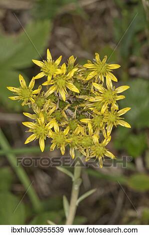 "Reflexed Stonecrop (Sedum rupestre), Baden-Wurttemberg, Germany, Europe" View Large Photo Image Stock Photo - "Reflexed Stonecrop (Sedum rupestre), Baden-Wurttemberg, Germany, Europe". Fotosearch