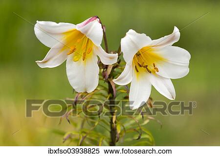 "Regal Lily (Lilium regale), flowering, Lower Saxony, Germany, Europe" View Large Photo Image Stock Photography - "Regal Lily (Lilium regale), flowering, Lower Saxony, Germany, Europe". Fotosearch