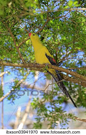 "Regent Parrot (Polytelis anthopeplus), adult male, perched on a tree, feeding, South Australia, Australia, Oceania" View Large Photo Image Stock Image - "Regent Parrot (Polytelis anthopeplus), adult male, perched on a tree, feeding, South Australia, Australia, Oceania". Fotosearch