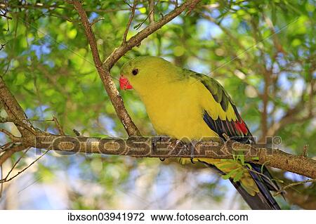 "Regent Parrot (Polytelis anthopeplus), adult male, perched on a tree, South Australia, Australia, Oceania" View Large Photo Image Stock Image - "Regent Parrot (Polytelis anthopeplus), adult male, perched on a tree, South Australia, Australia, Oceania". Fotosearch