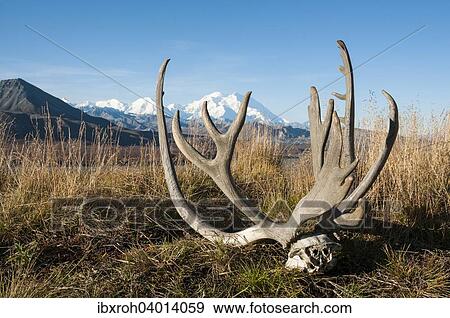 "Reindeer antlers in front of Mount McKinley, Denali National Park, Alaska, United States, North America" View Large Photo Image Stock Photo - "Reindeer antlers in front of Mount McKinley, Denali National Park, Alaska, United States, North America". Fotosearch