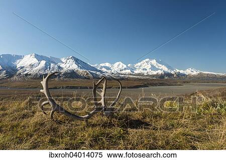 Stock Photography - "Reindeer antlers in front of Mount McKinley, Denali National Park, Alaska, United States, North America". Fotosearch