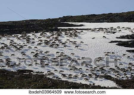 "Reindeer (Rangifer tarandus) crossing a snowfield, North Norway, Norway, Europe" View Large Photo Image Stock Photo - "Reindeer (Rangifer tarandus) crossing a snowfield, North Norway, Norway, Europe". Fotosearch