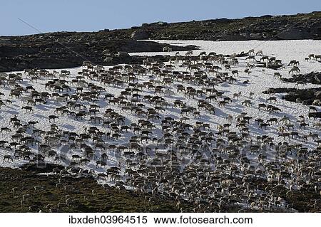 "Reindeer (Rangifer tarandus) crossing a snowfield, North Norway, Norway, Europe" View Large Photo Image Stock Photography - "Reindeer (Rangifer tarandus) crossing a snowfield, North Norway, Norway, Europe". Fotosearch