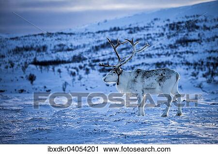 "Reindeer (Rangifer tarandus), Northern Norway, Norway, Europe" View Large Photo Image Stock Image - "Reindeer (Rangifer tarandus), Northern Norway, Norway, Europe". Fotosearch