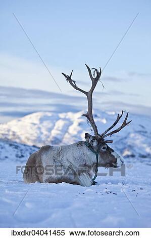 "Reindeer (Rangifer tarandus), Northern Norway, Norway, Europe" View Large Photo Image Stock Photography - "Reindeer (Rangifer tarandus), Northern Norway, Norway, Europe". Fotosearch