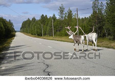 Stock Photograph - "Reindeer (Rangifer tarandus) on a country road, Jamtland County, Sweden, Europe". Fotosearch