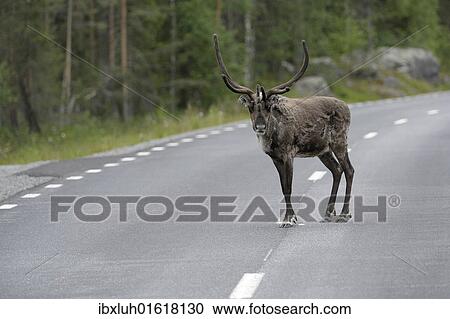 "Reindeer (Rangifer tarandus) on the road, Northern Norway, Norway, Scandinavia, Europev, Europe" View Large Photo Image Stock Image - "Reindeer (Rangifer tarandus) on the road, Northern Norway, Norway, Scandinavia, Europev, Europe". Fotosearch