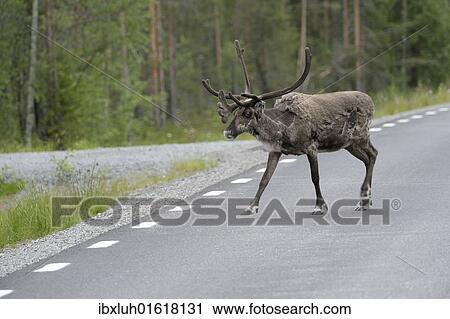 "Reindeer (Rangifer tarandus) on the road, Northern Norway, Norway, Scandinavia, Europe" View Large Photo Image Stock Image - "Reindeer (Rangifer tarandus) on the road, Northern Norway, Norway, Scandinavia, Europe". Fotosearch